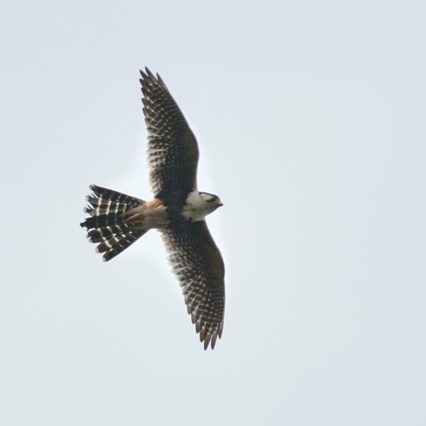 <h3><a href="/trips/salesopolis-2014/biota/animalia/chordata/aves/018 falconiformes/001 falconidae/falco femoralis/falco femoralis-nl.html">Falco&nbsp;femoralis</a> / Aplomado&nbsp;falcon / Aplomadovalk</h3>NIKON D7100 met AF-S Nikkor 300mm f/2.8G IF-ED VR II, 1/1600 sec  bij F5.6, ISO 320, afstand 44.6&nbsp;m